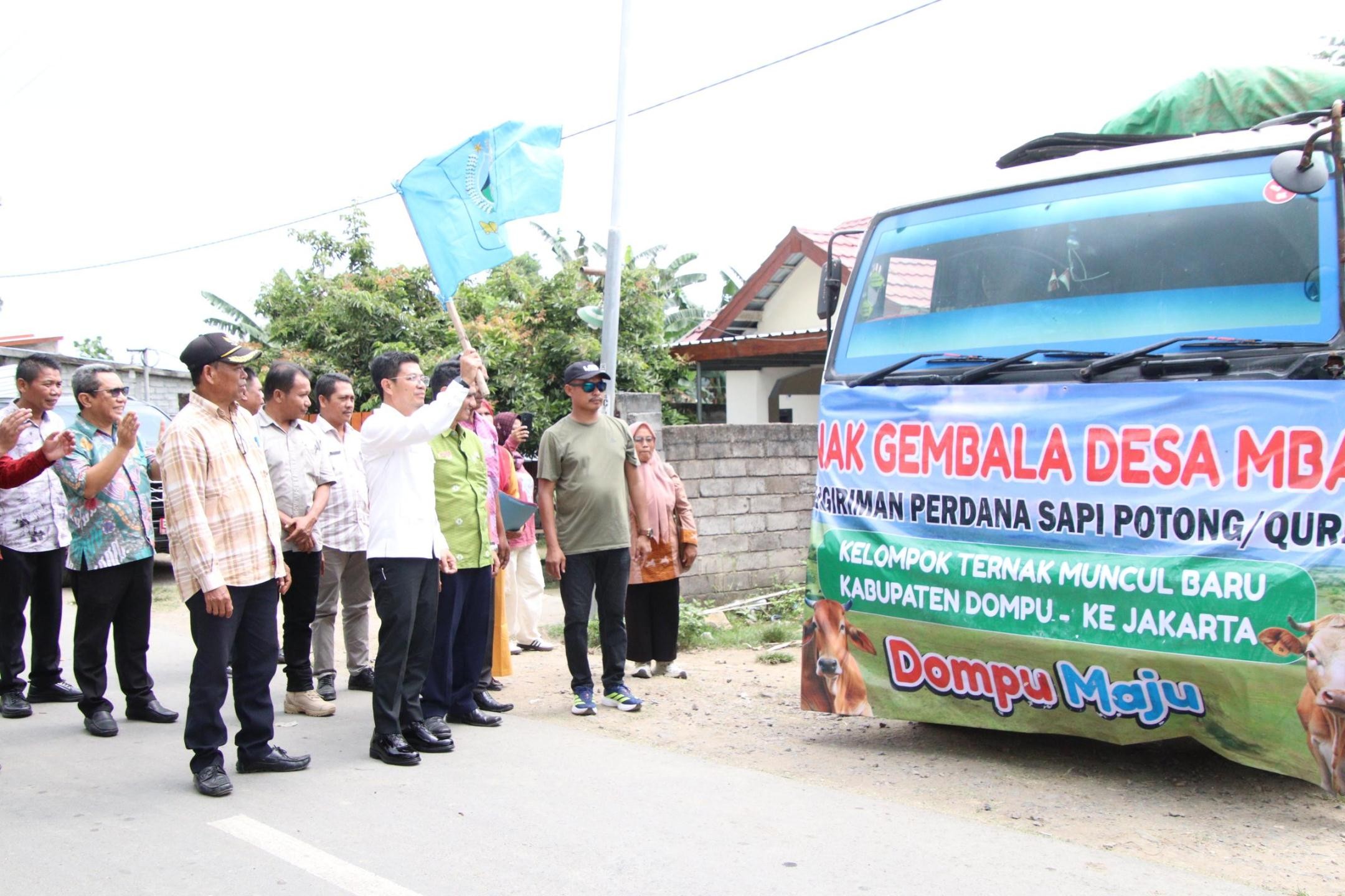 Bupati Dompu Lepas Perdana 107 Ekor Sapi Potong Qurban Ke Jakarta